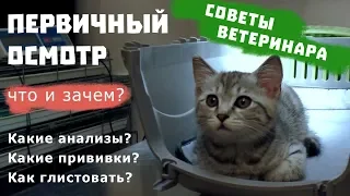 ПЕРВИЧНЫЙ ОСМОТР КОТЕНКА | Советы ветеринара / Какие прививки для котенка?