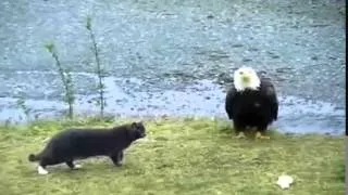 Hilarious Cat vs Eagle