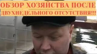 Обзор хозяйства после двух недель отсутствия!!!