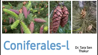 Coniferales~I