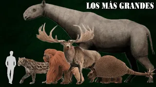 Los animales más grandes que han existido: Actual vs Extinto - MAMIFEROS