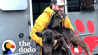 Guy Moves Baby Rescue Cow Into His Living Room | The Dodo