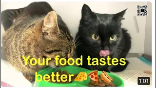 Greedy cat eating your food