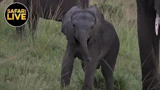 safariLIVE - Sunrise Safari - April 04, 2019