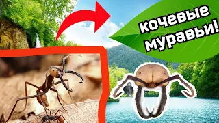 КОЧЕВЫЕ МУРАВЬИ В ДОМАШНИХ УСЛОВИЯХ! Leptogenus kitteli.Коллаборация с МУРАВЬИ ЯРОСЛАВЛЬ!