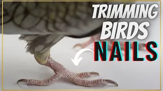 How to cut Your Bird's Nails ?  Bird's Nails Trimming