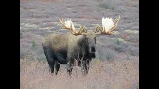 Two Big Bull Moose Fighting. Moose hunt in Alaska