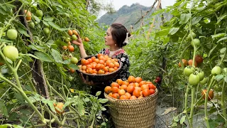 Harvesting Tomatoes And Bring To The Market To Sell, Vàng Hoa