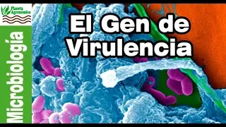 EPIGENETICA y grado de 🦠 VIRULENCIA de un patógeno