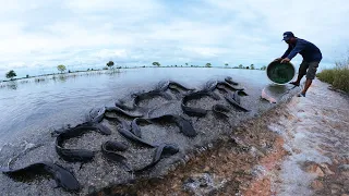 amazing fishing skill - a fisherman catch a lot of fish in flood water catch by fishing tools