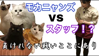 猫が寄ってくる音って本当なの？閉店後の猫カフェで検証してみた！