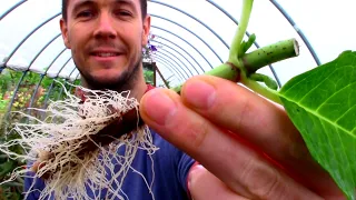 Multiply Your Plants for Free | Rooting Cuttings of Hydrangea: A Plant Propagation Masterclass