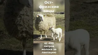 Ост фризские овцы//Самые продуктивные породы овец