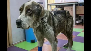 Спасение собаки, приют "Шанс" и клиника "Ветеринар"