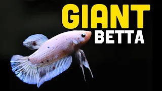 My *New* GIANT Betta Fish | He is HUGE!