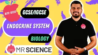 The Functions of the Endocrine System | Bite-sized | GCSE | IGCSE | Mr Science in 8K