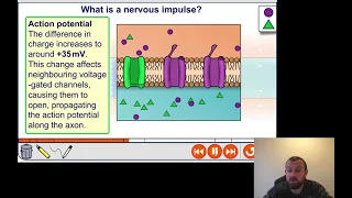 Action Potential