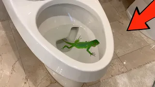 An IGUANA SWAM UP SEWER INTO My TOILET !