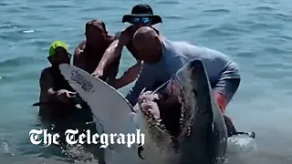 Florida beachgoers risk life and limb to drag beached shark into sea