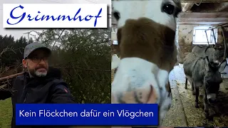 FarmVLOG#44 - Kein Flöckchen dafür ein Vlögchen zum Jahresende