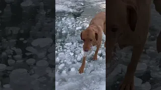 Dogs playing on ice Abraham Lake Alberta Ice Bubbles #shorts