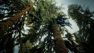 Can Trees Talk To Each Other? | Your Climate | BBC Studios