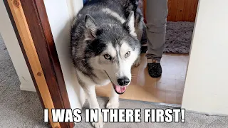 Cheeky Husky Won’t Let Nan Use Bathroom!