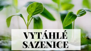 Jak na vytáhlé sazenice - tipy a triky, přesazování sazenic