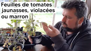 Pourquoi mes plants de tomates ont des feuilles jaunes, violettes ou marron ?