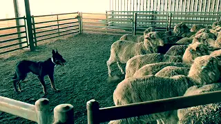 Casterton Working Dog Auction 2018 - Glencairn Seven