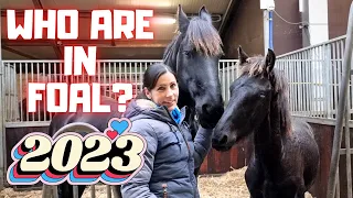 Who's in foal? Who will have a foal in 2023? | Friesian Horses