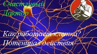 Как работает клетка? Потенциал действия