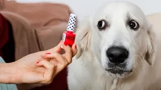 Funny Dog Don't Like Nail Polish | Golden Retriever Bailey