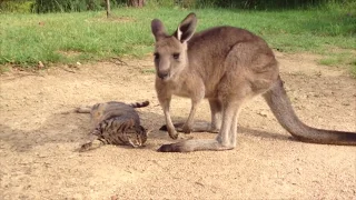 Kangaroo Apologizes to Family Cat