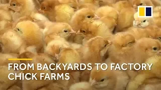 How China produces a billion eggs a day