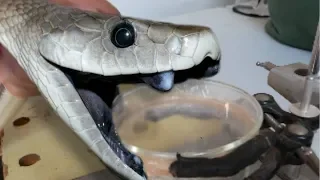 DEADLY BLACK MAMBA VENOM MILKING!!! | BRIAN BARCZYK