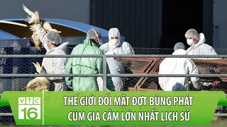 Thế giới đối mặt đợt bùng phát cúm gia cầm lớn nhất lịch sử | VTC16