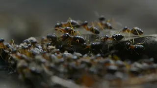 Ants _ Ants raining        _ Forest background sound Free
