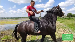 Жара, купание жеребца😊🐎