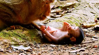 HAPPY TIME MOM AND TINY BABY MONKEY