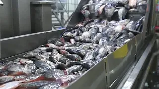 Amazing Tilapia Farm, Automatic Tilapia Processing Line Machines Modern Technolog