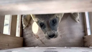 Cute Seal