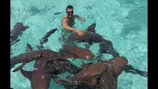 Swimming with sharks in the Bahamas