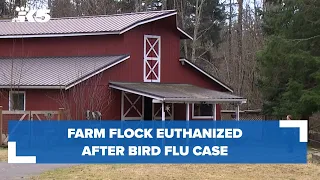 Farm flock euthanized after bird flu case
