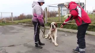 Групповые занятия. Обучение собак не брать еду с чужих рук. Дрессировка собак