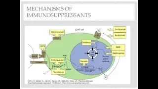 Heart Transplant Immunosuppression Overview