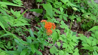 Native Garden June 12,2022