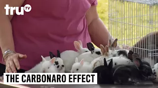 The Carbonaro Effect - Overbreeding Bunny Reveal