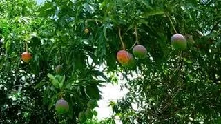 Largest and Oldest Mango Tree in Bangladesh
