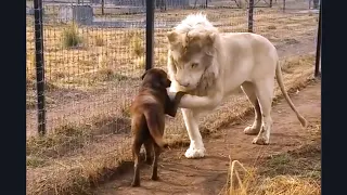 A Lion asking a dog for forgiveness